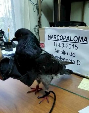 Pigeon busted for smuggling cocaine & marijuana into Costa Rican prison 2