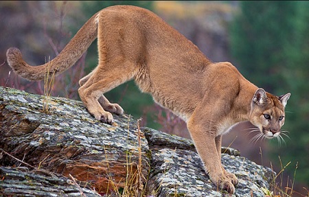 Mountain Lion Attacks 5-year-old in Colorado, Mom Saves Him.