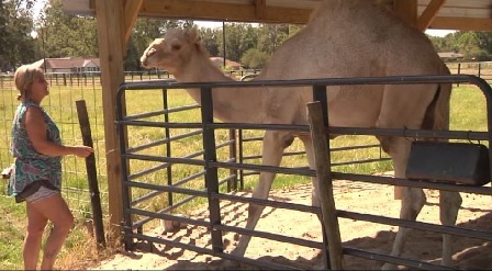 Florida woman bites 600-pound camel's testicles after it sat on her.