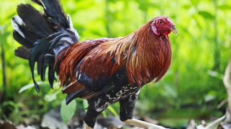 Woman was pecked to death by her pet rooster.