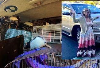 Woman Found Living With Over 300 Rats In Her Van!
