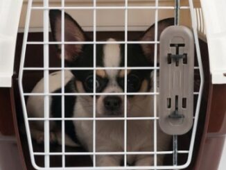 Man arrested for picking up a Chihuahua in a cage and throwing it at a family member during a fight