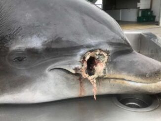 Dolphins found shot to death off Florida Coast, Authorities Offer $20K reward.