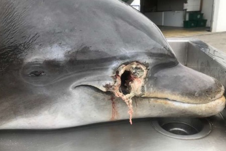 Dolphins found shot to death off Florida Coast, Authorities Offer $20K reward.