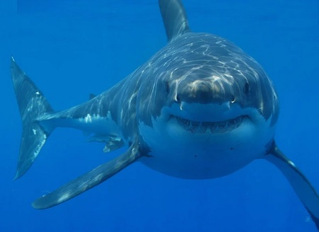 Nearly 500,000 sharks may have to die in the fight of Covid-19 to develop a vaccine.