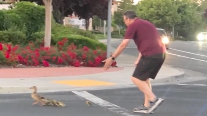 California Man killed while helping Ducks