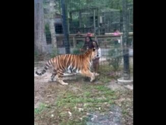 NJ Woman Nearly Bitten After Climbing into tiger enclosure.