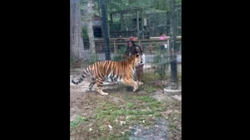 NJ Woman Nearly Bitten After Climbing into tiger enclosure.