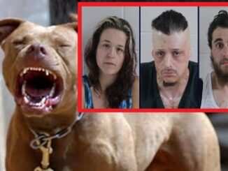 Pit Bull Sicced On Handcuffed 6-year-old Boy By Mother And Two Others.