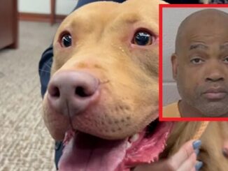 Atlanta Man Sentenced To 475 Years For Fighting Dogs.