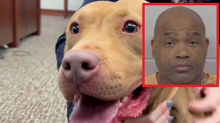 Atlanta Man Sentenced To 475 Years For Fighting Dogs.