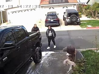 Footage Captures Woman Kicking Small Dog After Heated Argument