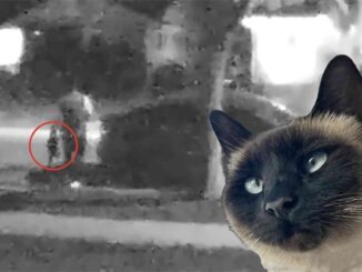 Amazon Driver Accused of Taking Cat From Lakewood Home.