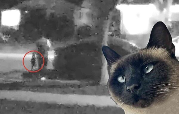 Amazon Driver Accused of Taking Cat From Lakewood Home.