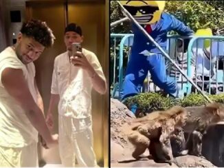 American Influencers Arrested After Entering Viral Monkey “Punch” Enclosure at Japanese Zoo