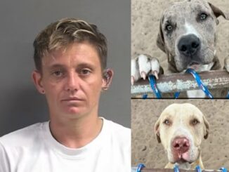 Florida Dog Owner Arrested After Woman Fatally Mauled by Loose Dogs