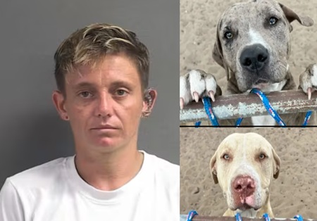 Florida Dog Owner Arrested After Woman Fatally Mauled by Loose Dogs