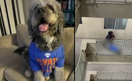 Family Dog Fatally Shot by LAPD During Knicks Championship Celebration.