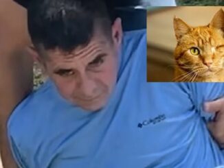 Florida Man Arrested After Allegedly Killing Cat With BB Gun