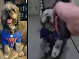 LAPD Bodycam Shows Officer Fatally Shoot Dog Wearing Knicks Shirt.