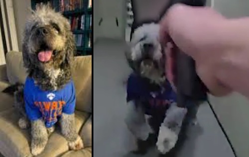 LAPD Bodycam Shows Officer Fatally Shoot Dog Wearing Knicks Shirt.