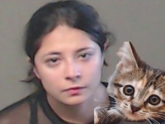 Georgia Woman Arrested After Allegedly Throwing Kittens From Moving Car In Georgia.