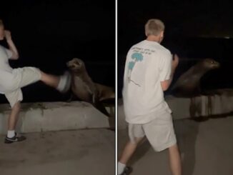 Teen Who Kicked Sea Lion at San Diego Cove Pleads Guilty.
