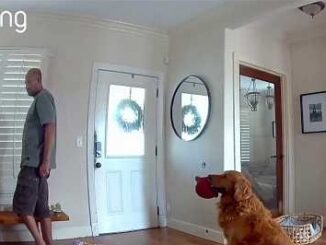 Intruder breaks into San Diego home and the family dog brought him a toy.
