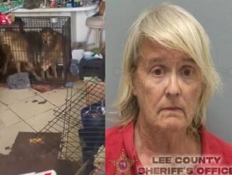 Florida Woman Busted After Deputies Find 30 Dogs Living in Filth.